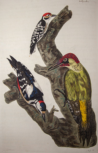 Woodpeckers from British zoology
